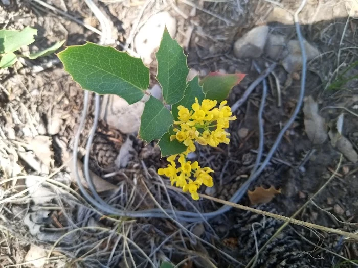 Gunnison National Forest - 4