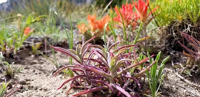 Cascade Canyon - 3