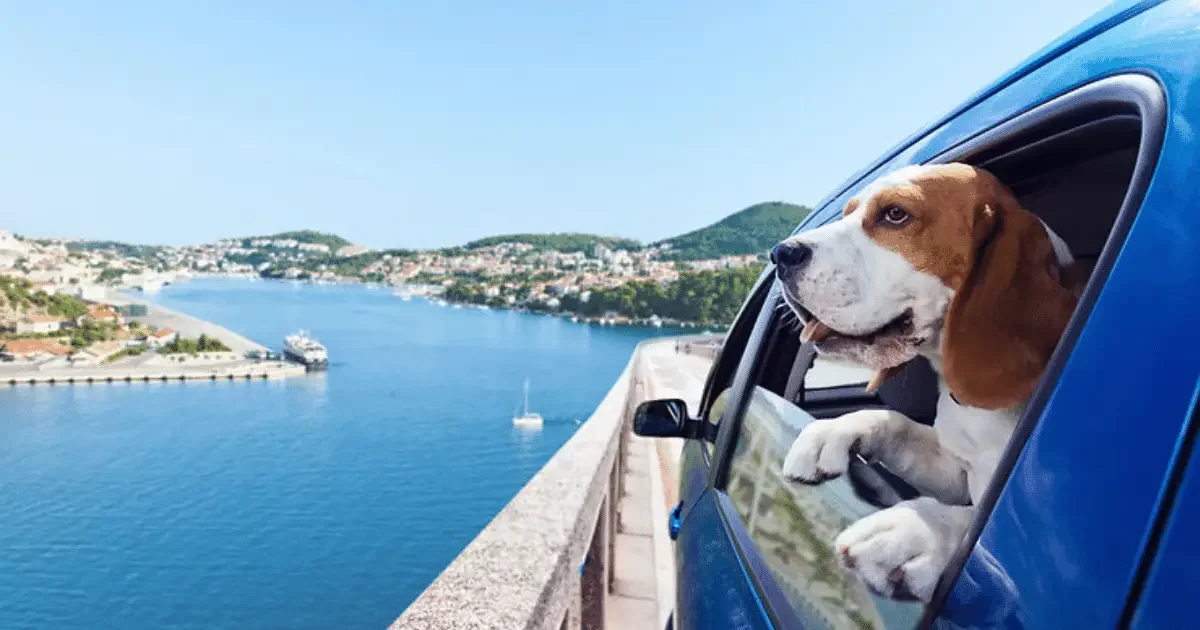 How to Travel the World with a Dog: Tips and Destinations