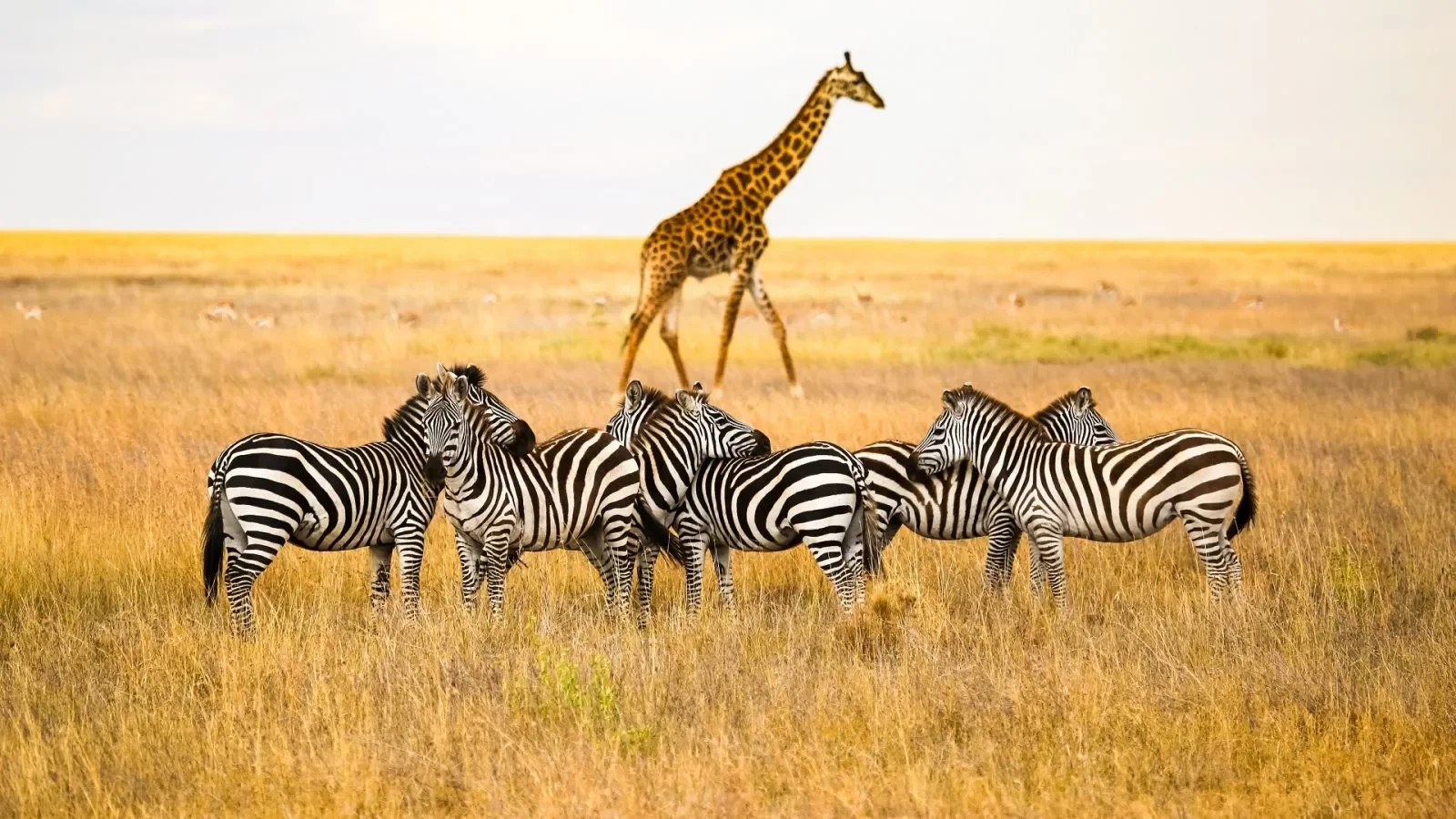 Best Wildlife Parks in Africa - Top Safari Destinations for an Unforgettable Adventure