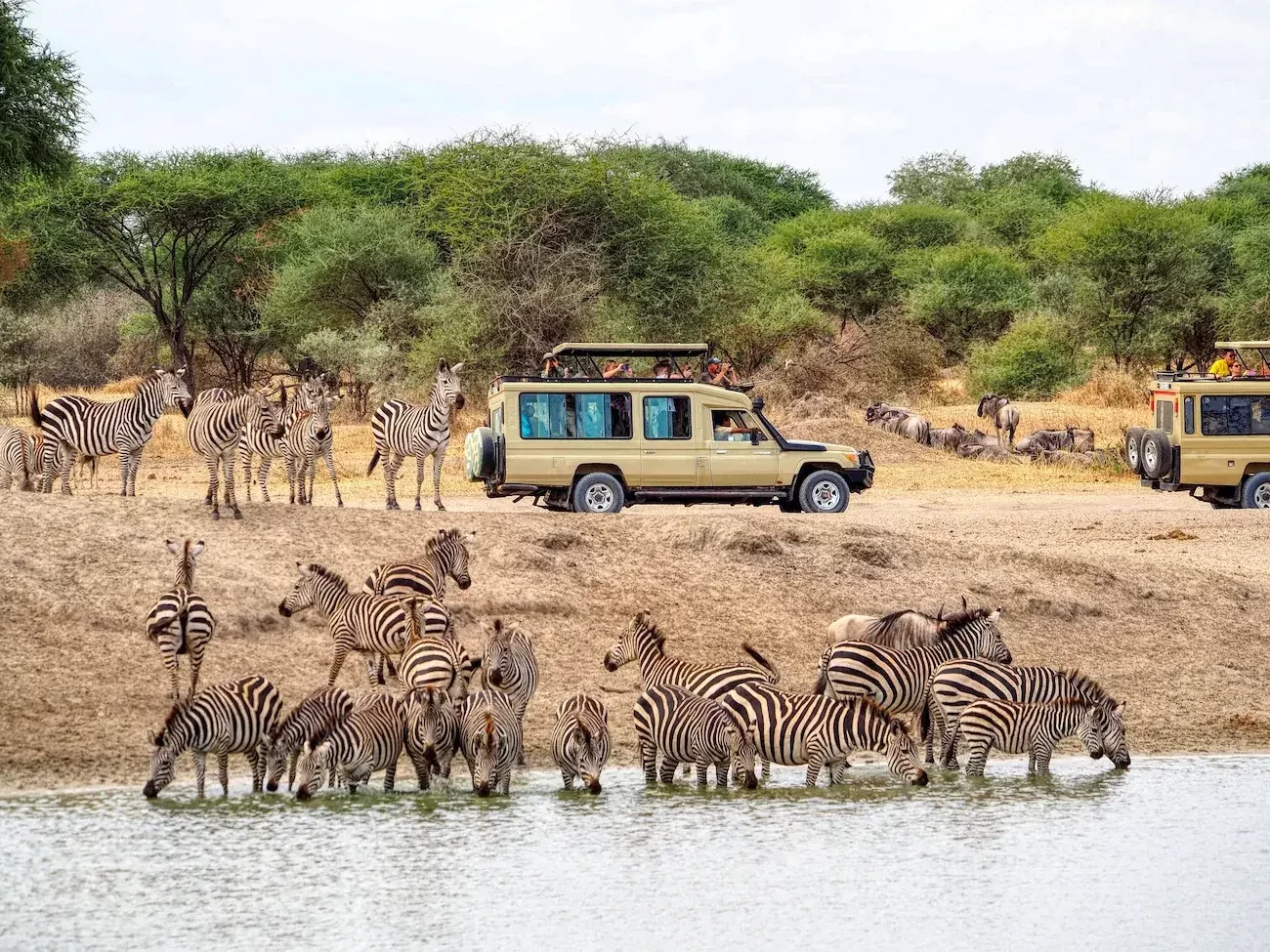 Best Wildlife Safari Spots in Tanzania - Explore Top Safari Locations