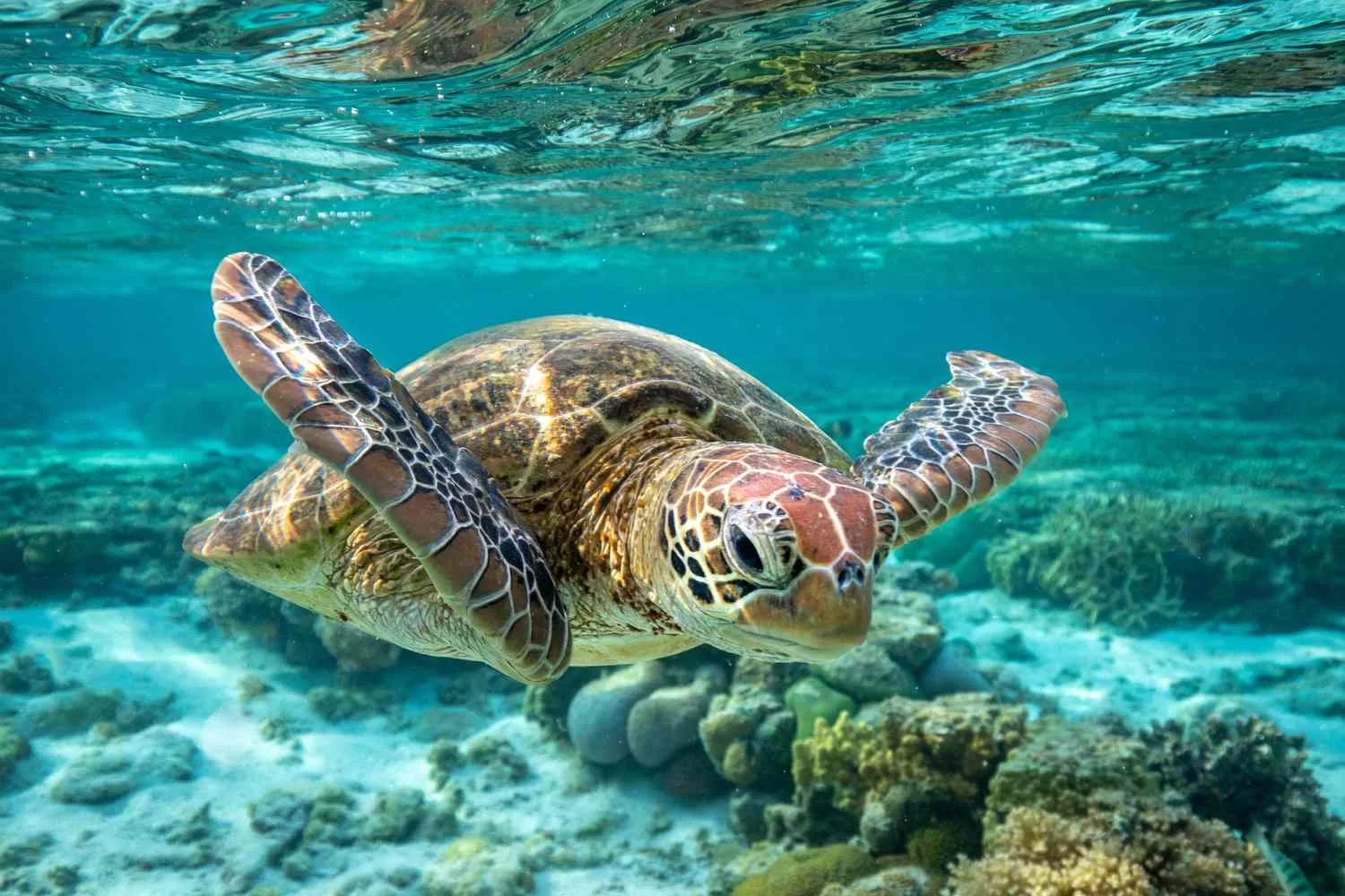 How to Tour the Great Barrier Reef in Australia: A Complete Guide