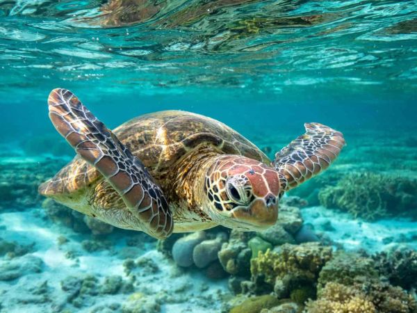 How to Tour the Great Barrier Reef in Australia: A Complete Guide